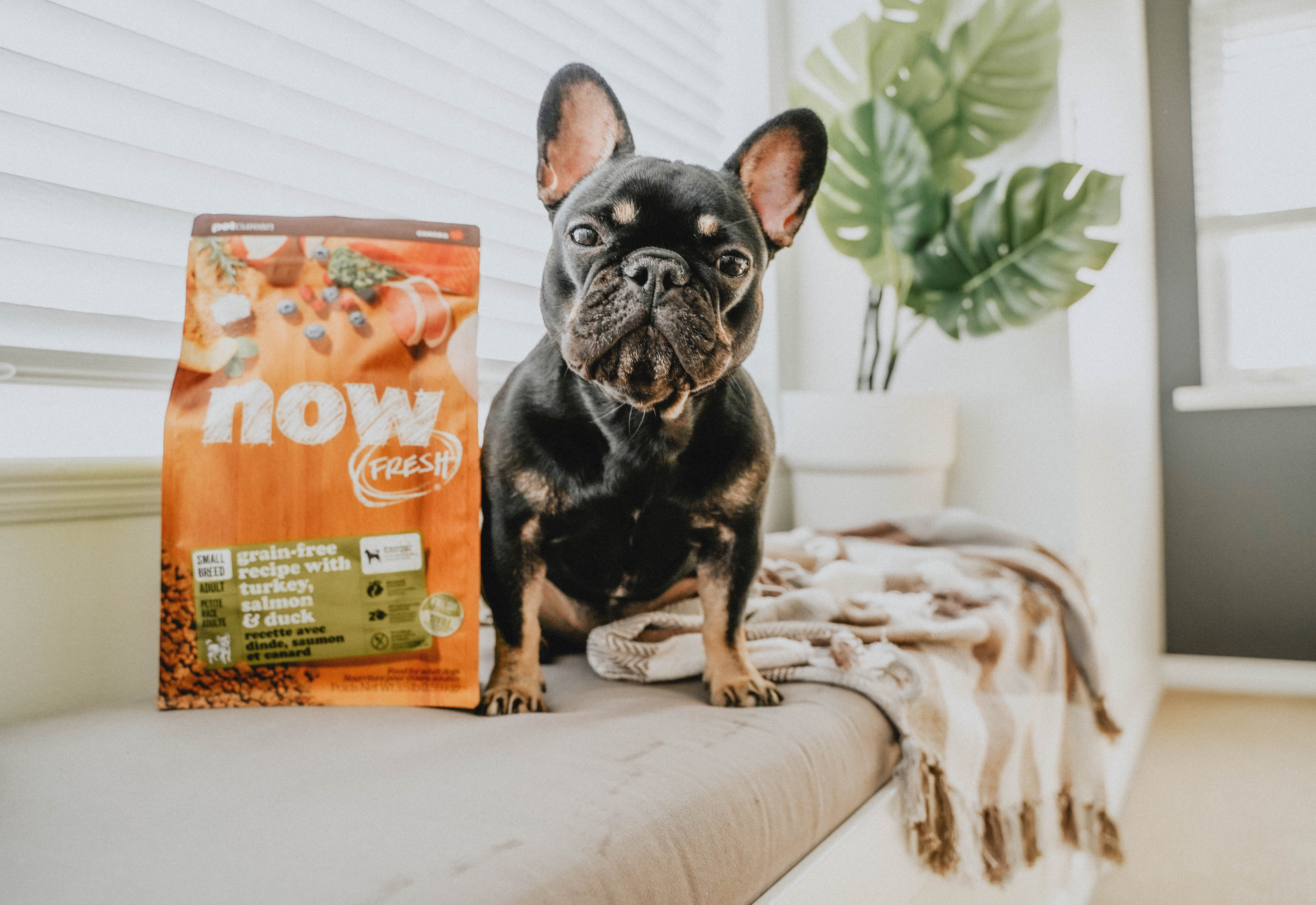 Frenchie sitting next to bag of Now Fresh Dog Food