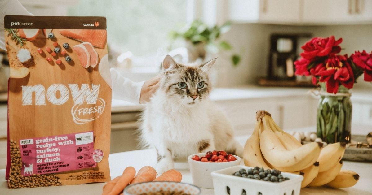 Now Fresh Cat food with a cat eating the food