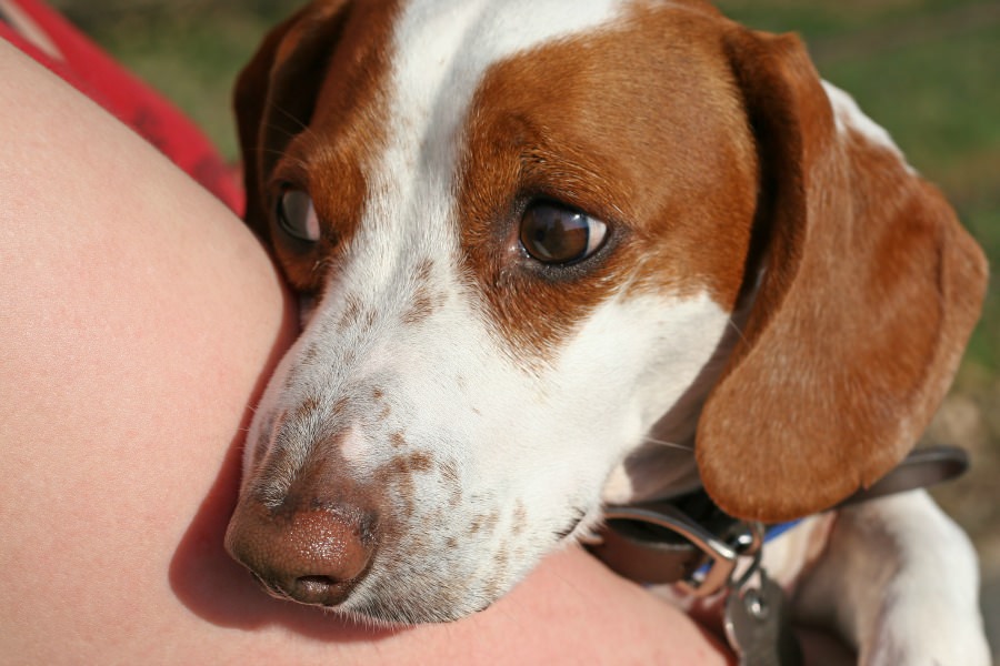 Scared Dog Held by Woman