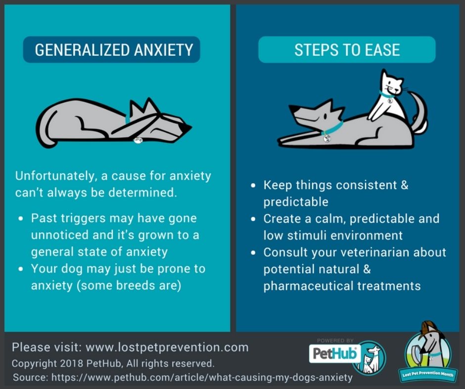 Severe anxiety in dogs treatment sale