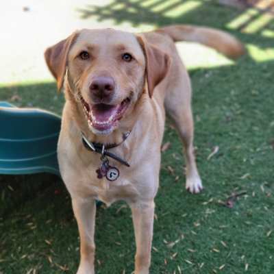 yellow lab smiling and standing outside wearing a collar and PetHub tag from Memphis, TN