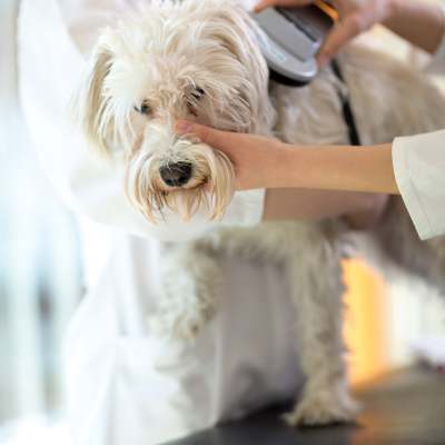 shaggy white dog standing on a veterinary table being scanned for a microchip by a veterinarian