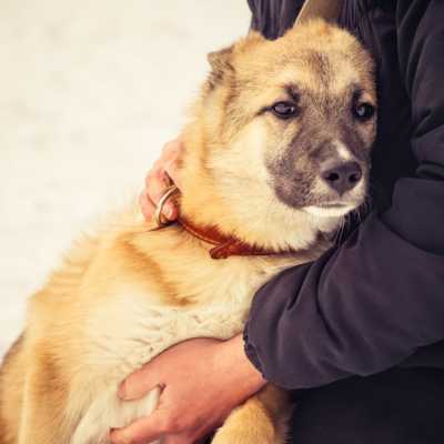 large tan dog being held while standing outside