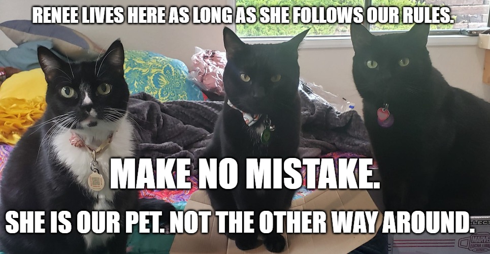 Three black cats in PetHub tags set the rules for their owner