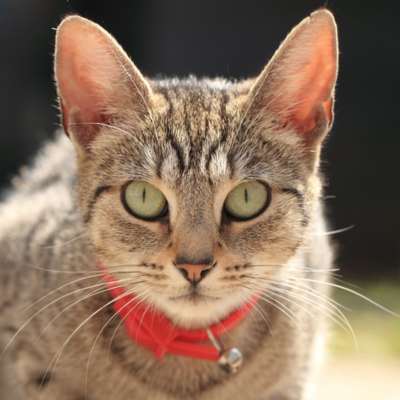 Grey tabbie cat wearing a collar and getting ready to pounce