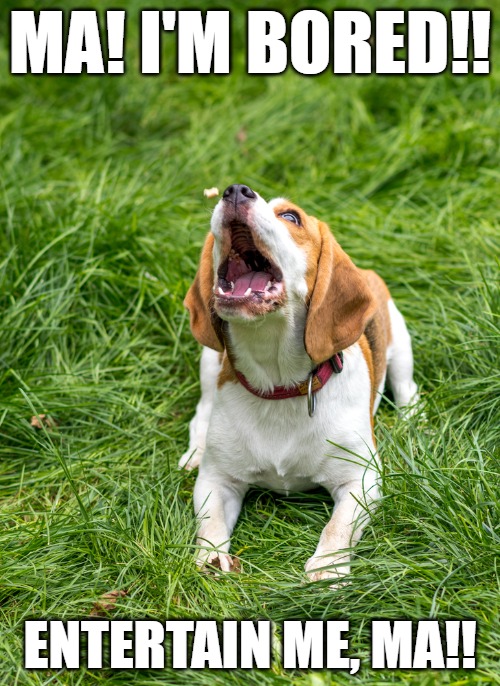 Bored beagle yelling for his owner to entertain him in the backyard