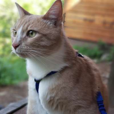 Orange tabbie cat in a backyard wearing a harness and leash