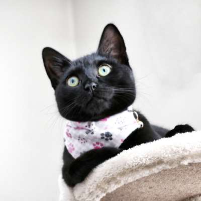 Black cat wearing a pink bandana and sitting on a cat tree in a home