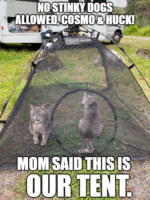 Two cats in a tent in front of an RV