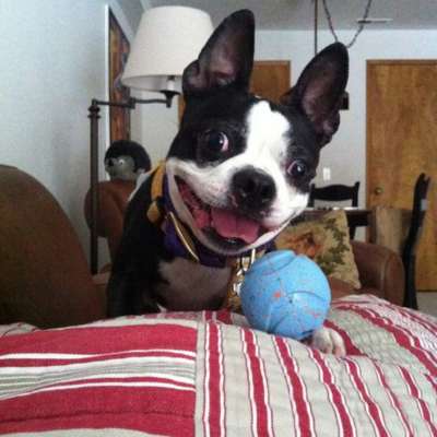 Boston terrier with a chuck it ball toy ready to play fetch inside the house