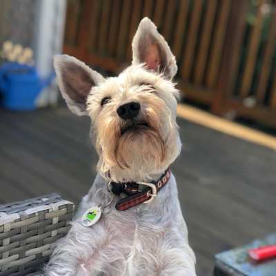 Schnauzer type dog on a back deck wearing a collar and PetHub tag