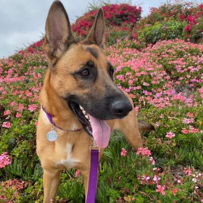 Shepard type dog with a collar and leash and PetHub tag near pink wildflowers