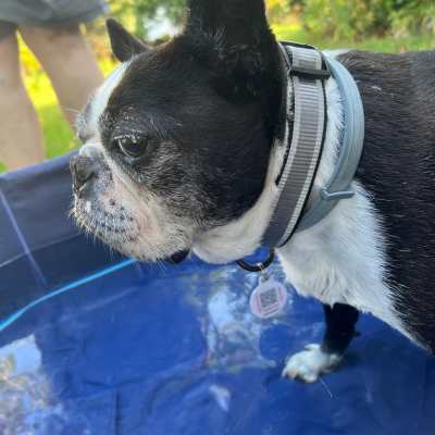 Boston terrier wearing a collar and PetHub tag in a collapsible pet pool