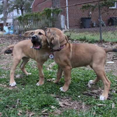 Two hounds in front of a chain link fence playing and wearing collars and a PetHub tag