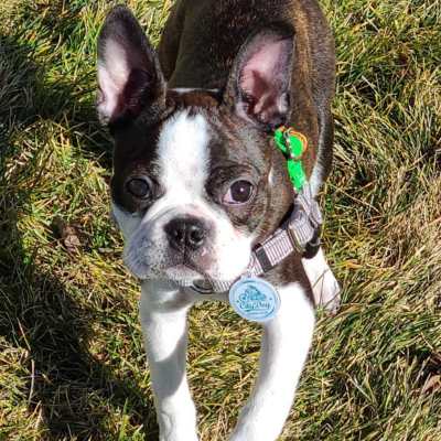 Young boston terrier in a backyard wearing a collar and PetHub tag