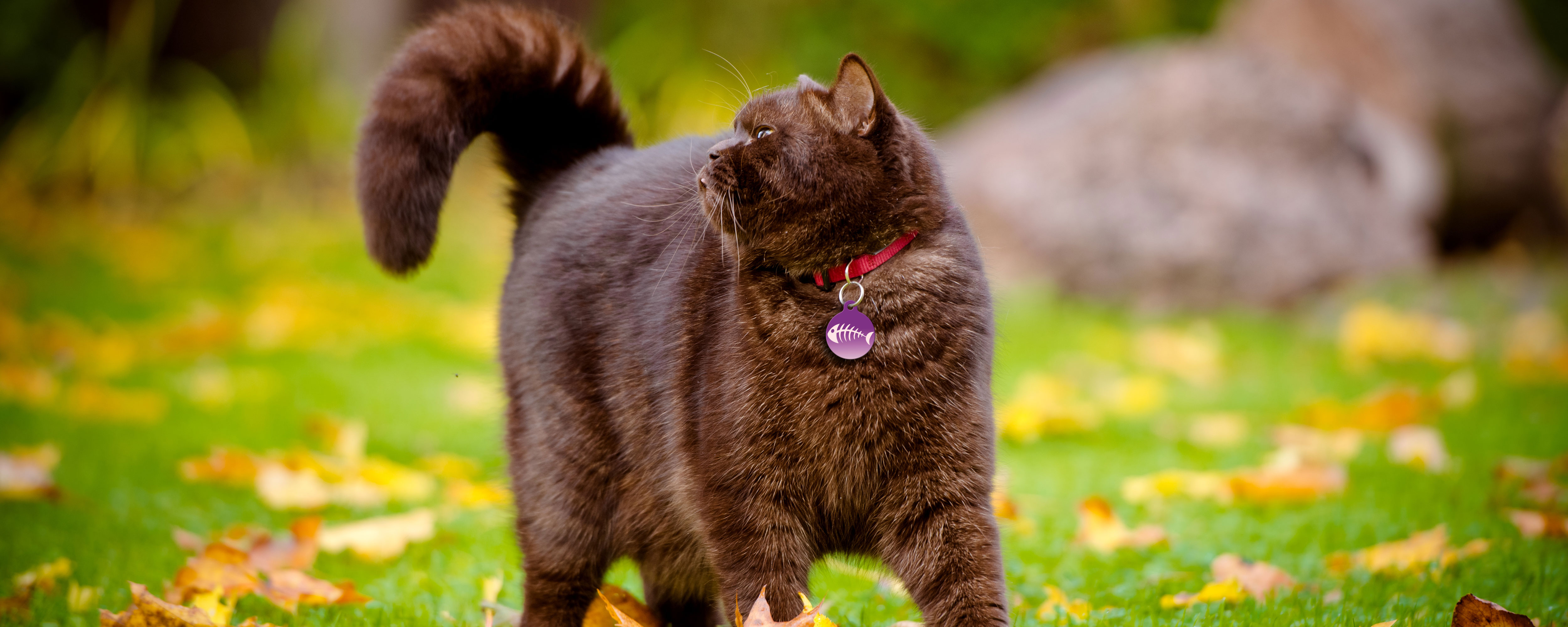 Cat walking in the grass