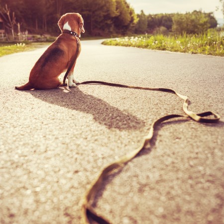 beagle mix sitting alone in a road wearing a collar and leash. looking lost