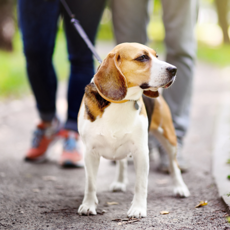 beagle on a leash with a collar and tag