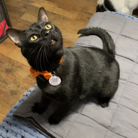 black cat wearing an orange bowtie and collar along with a PetHub tag