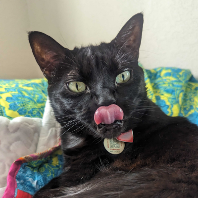 black cat with its tongue sticking out wearing a pethub tag