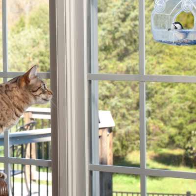 Tabby cat looking raptly out the window at a colorful bird eating seed from a window feeder
