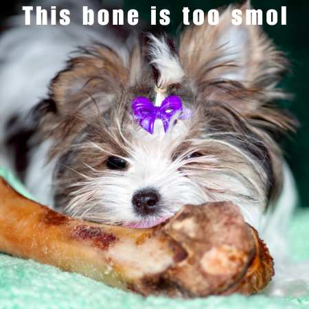 meme of a small shitzu type dog in front of a very large bone chew