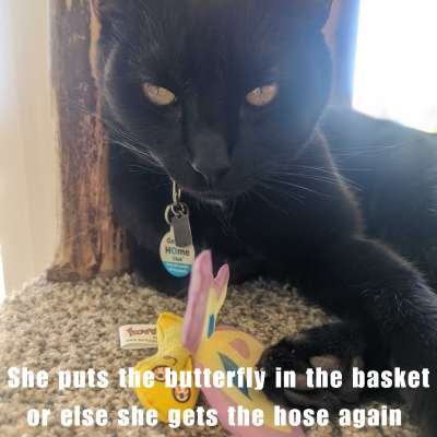 meme of a black cat glaring at the camera with a butterfly catnip toy near its paws