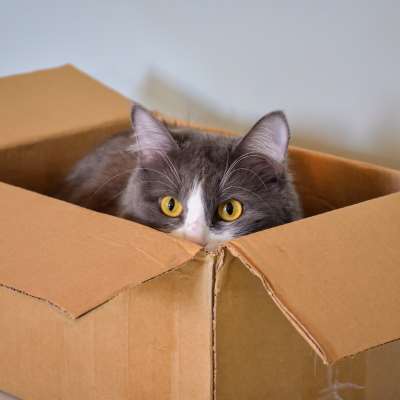 grey cat sitting in a cardboard box with its head sticking out