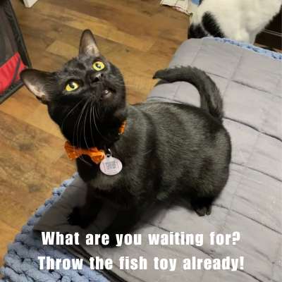 https://files.pethub.com/articles/boredom-busters-cat-toy-meme.jpg