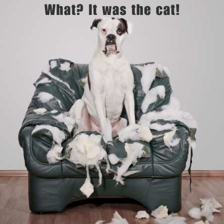 meme of white boxer sitting on a green chair that the stuffing has been chewed out of