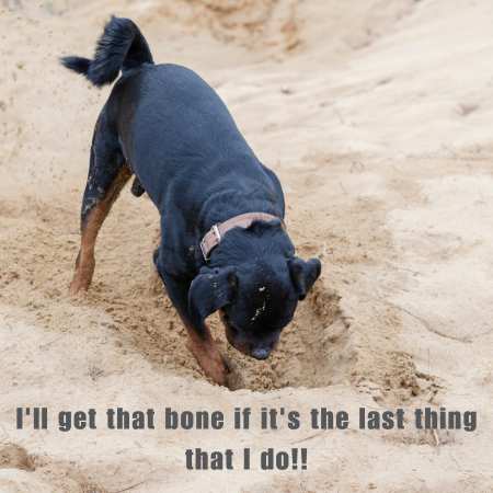 meme of black and tan dog digging a hole in sand