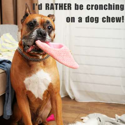 meme of a boxer mix dog holding onto a pink slipper in its mouth