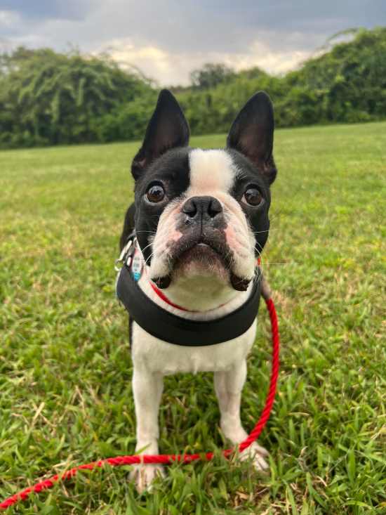 Boston terrier standing outside with a red harness and leash on
