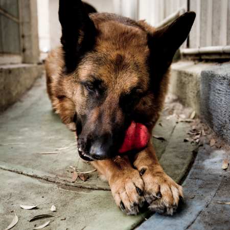 german shepard dog laying on the ground and chewing on a red kong toy