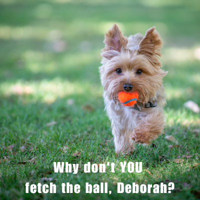 Meme of a yorkie running outside with a ball in its mouth