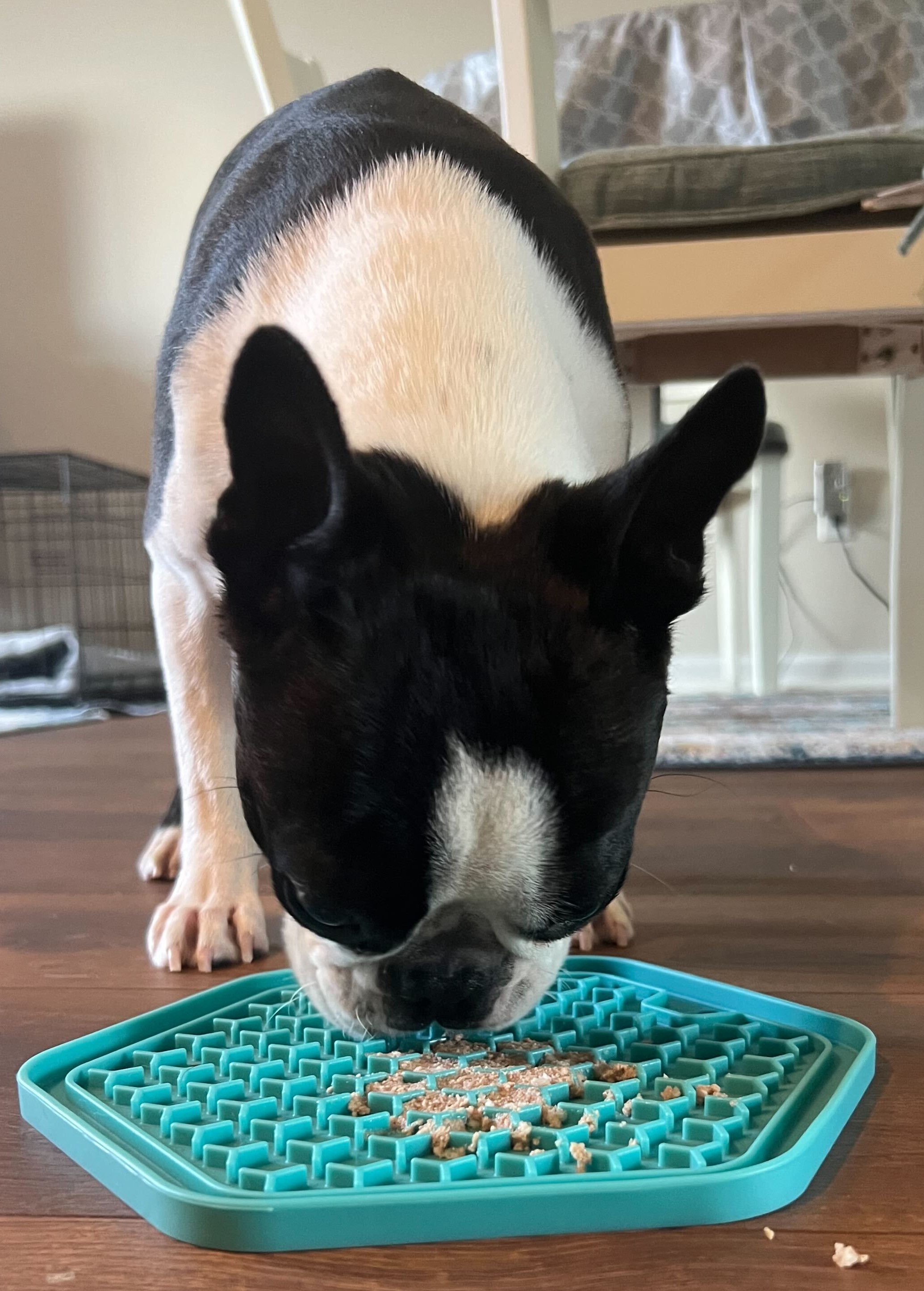 boston terrier licking canned food from a lick-mat