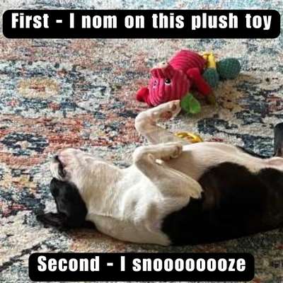 meme of a boston terrier laying on its back near a plush dog toy