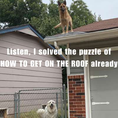 meme of a sheperd type dog on the roof of a house
