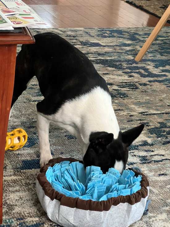boston terrier with its face in a snuffle mat