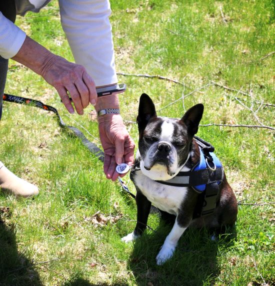 black and white senior boston terrier sitting and having his PetHub tag being scanned by a person