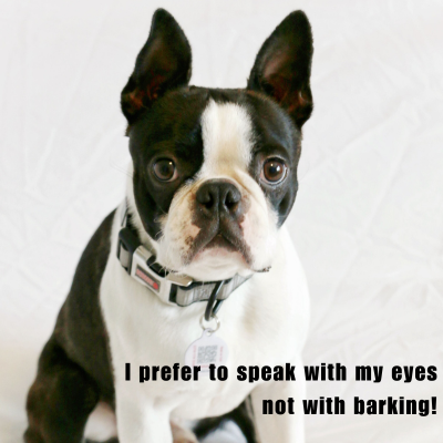 meme of a young boston terrier not barking