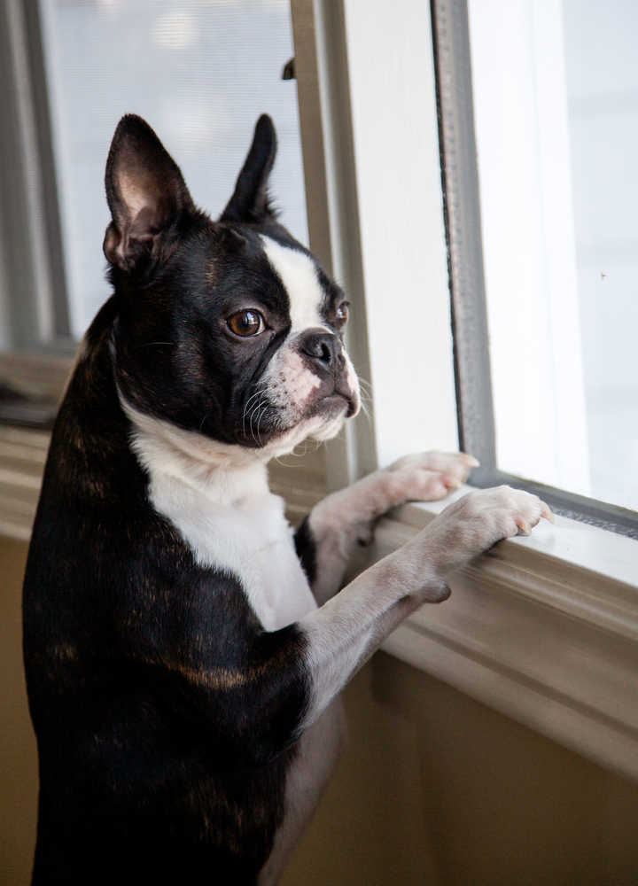 https://files.pethub.com/articles/boston-terrier-looks-out-window.jpg