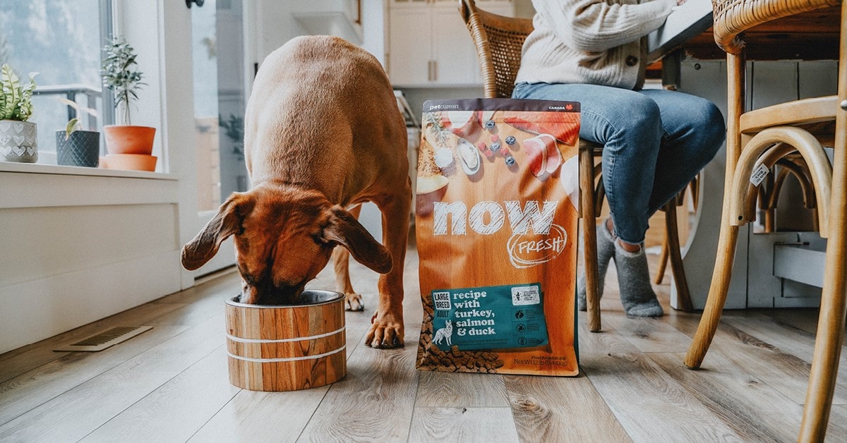 Dog eating his Now Fresh Food