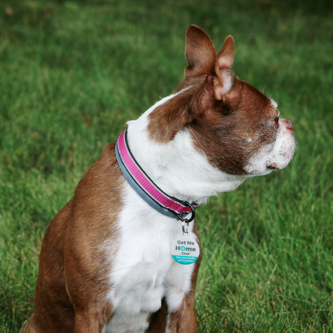 brown boston terrier looking to the right and wearing a collar and PetHub tag