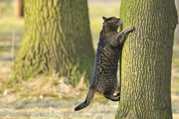 Cat climbing up a tree to escape harm