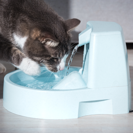 indoor cat drinking from a water fountain