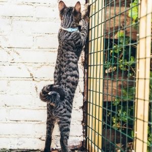 Cat trying to escape through the fence