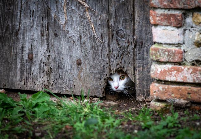 Scared cat hiding under a fence