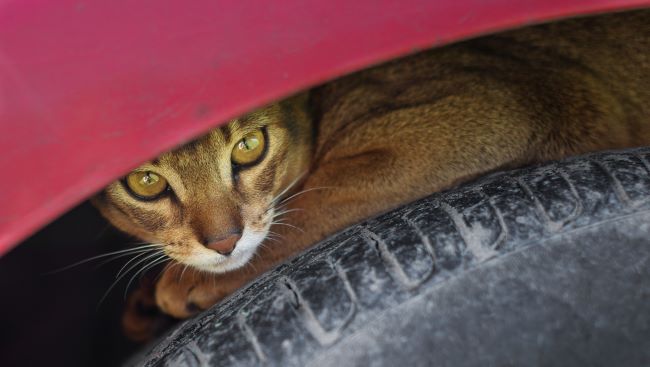 Cat hiding under a tire wheel well