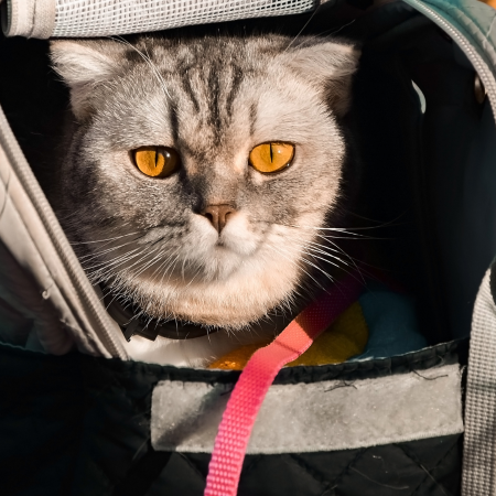 cat in a travel carrier